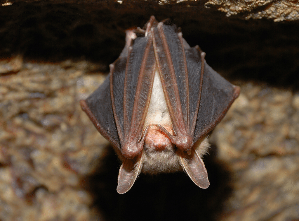 How much does a bat survey cost in the UK?