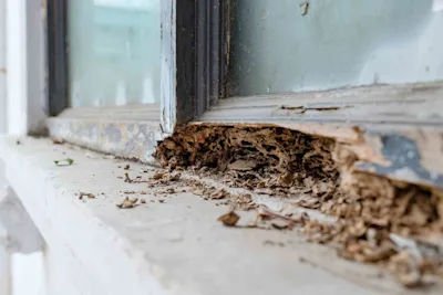 Termite removal cost guide