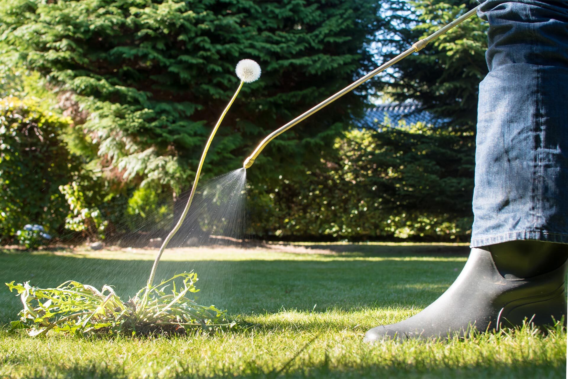 Lawn treatment service cost guide