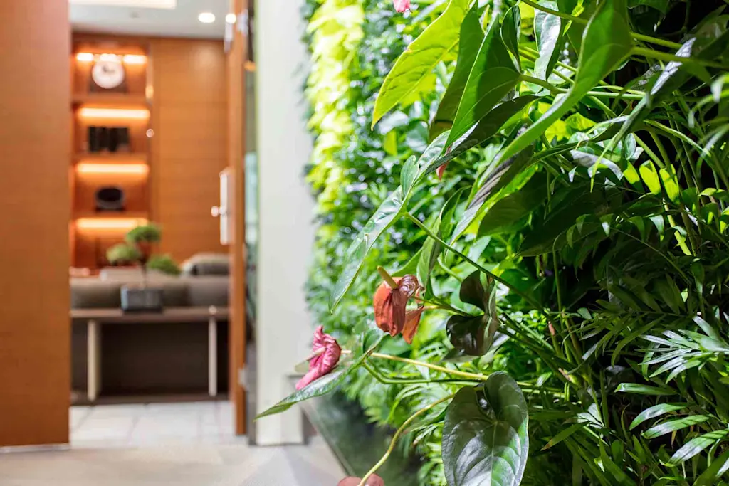 What are living walls?