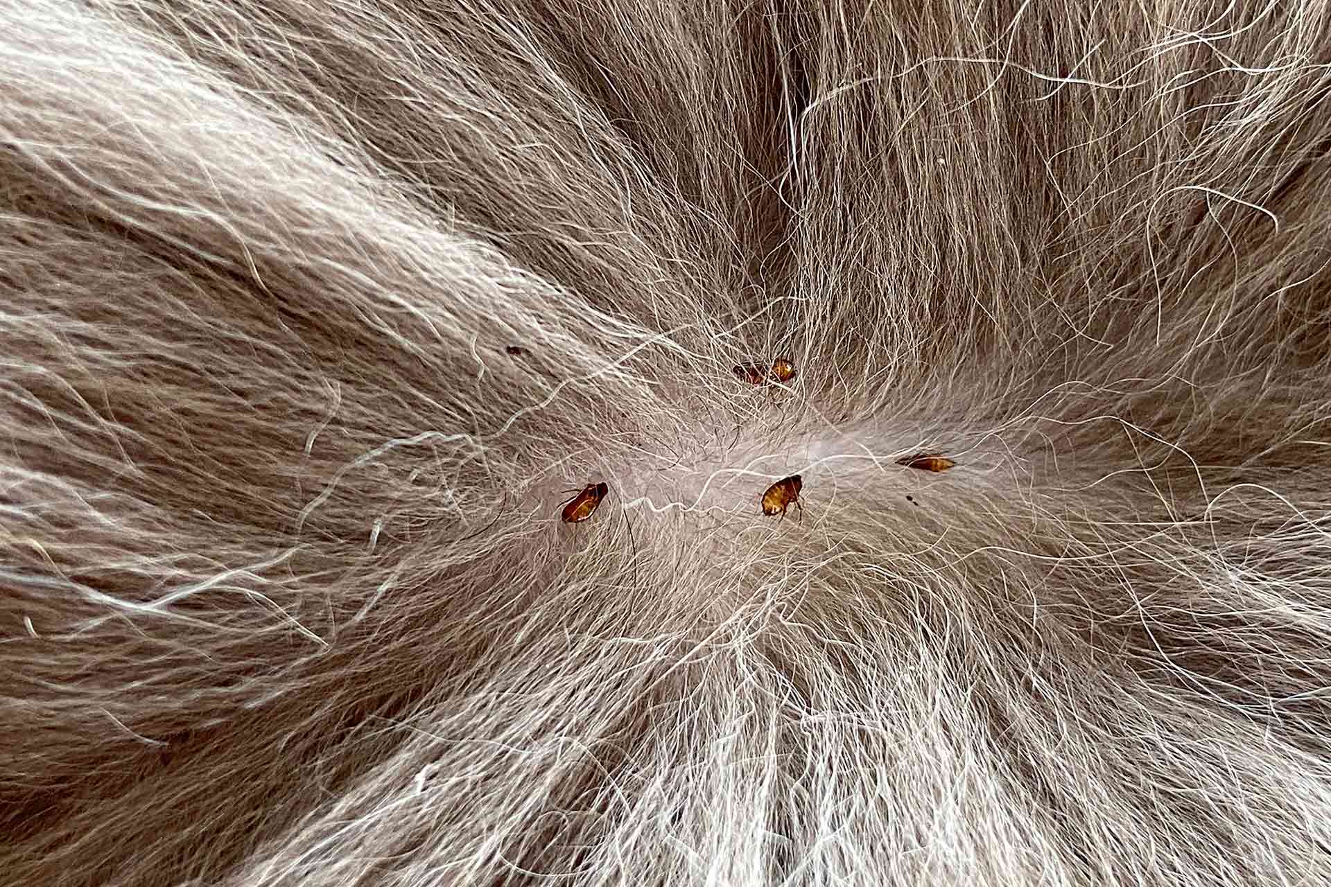How to get rid of fleas