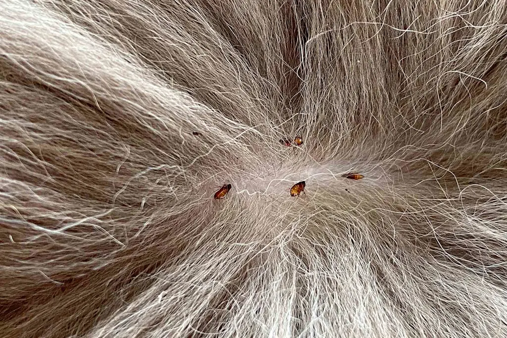 How to get rid of fleas