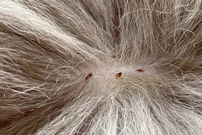 How to get rid of fleas