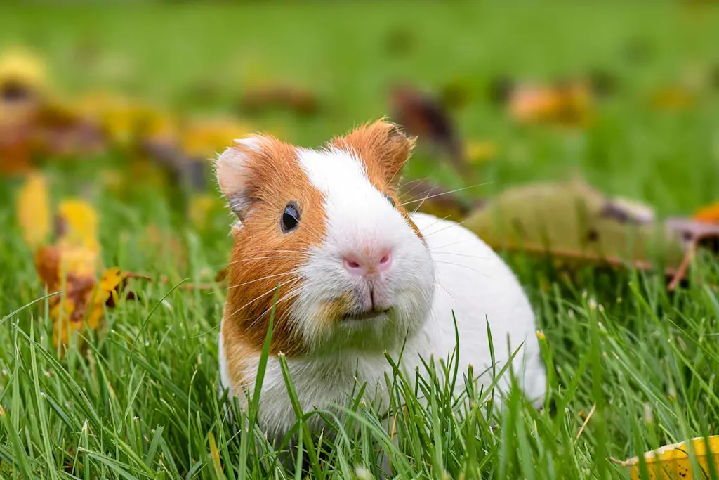 How to build a guinea pig run in 6 easy steps