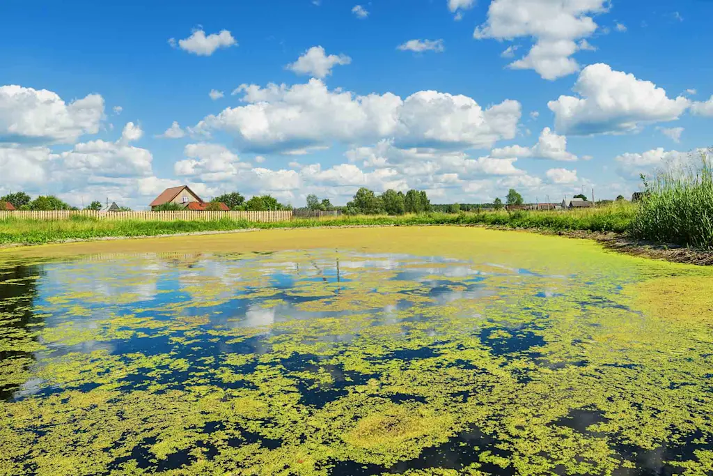 How to remove green algae from a pond