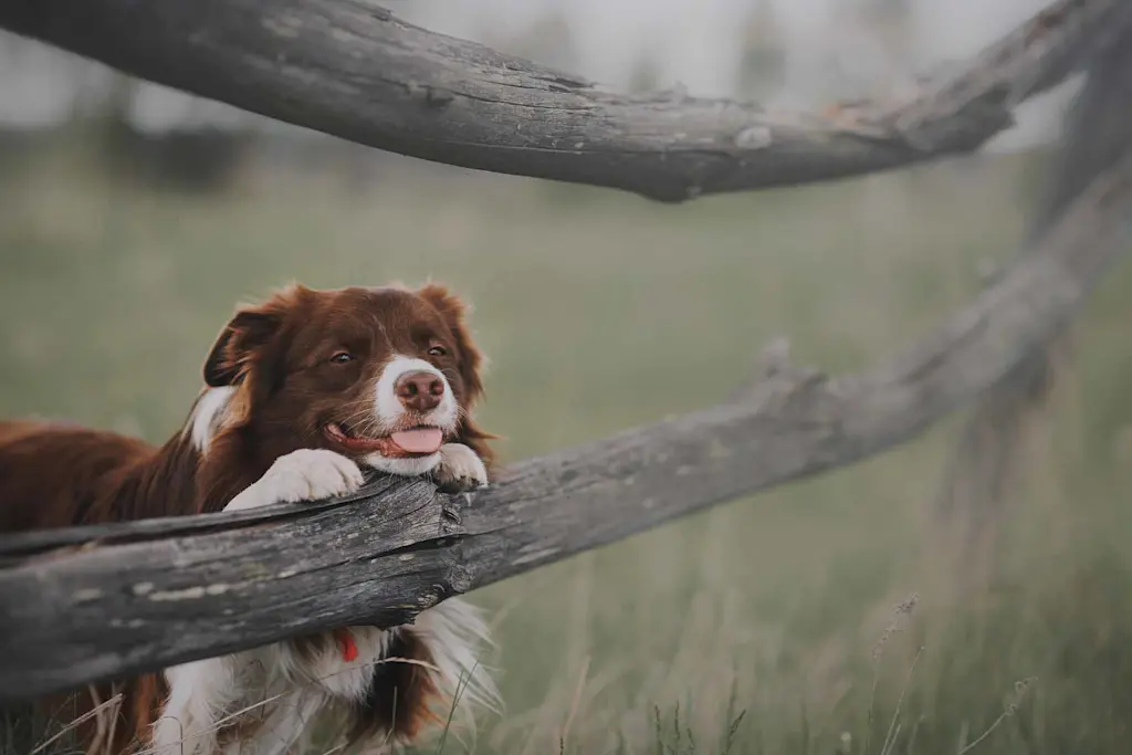 Dog proof fencing: Creating a dog-friendly garden