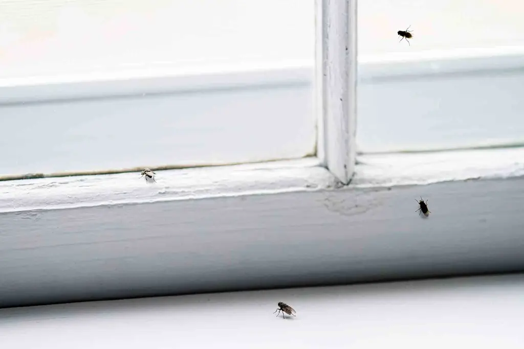 How to get rid of flies in the house