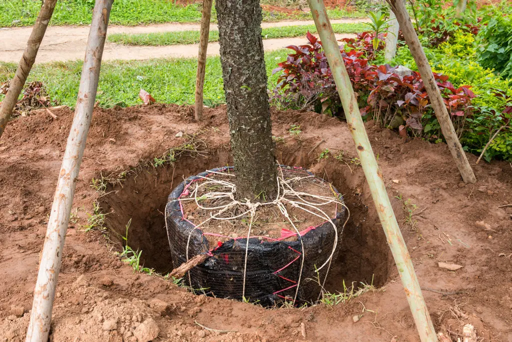 Cost of tree transplanting