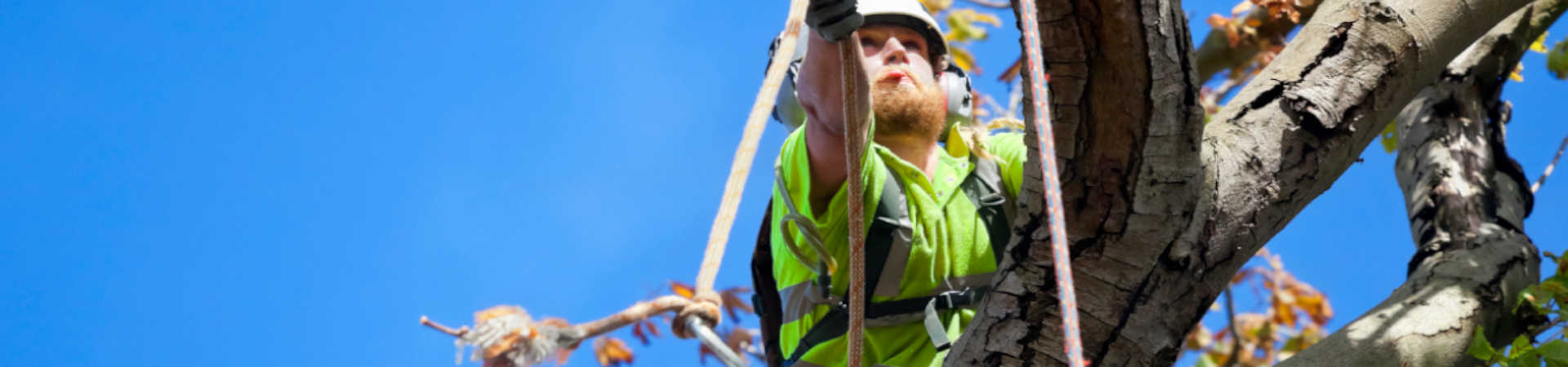 How to find a tree surgeon