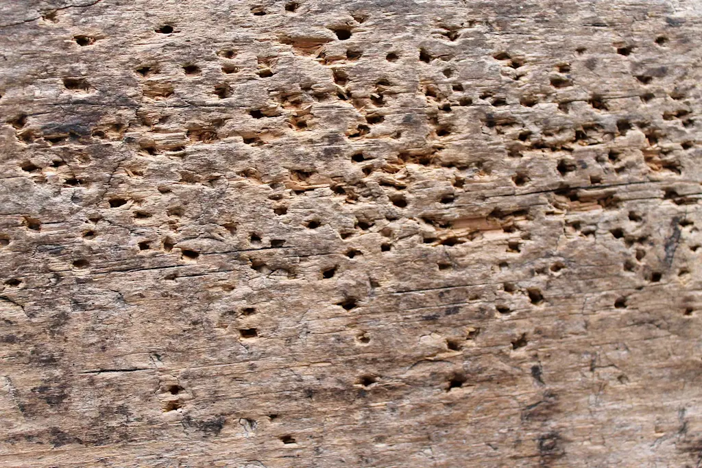 How much does woodworm treatment cost?