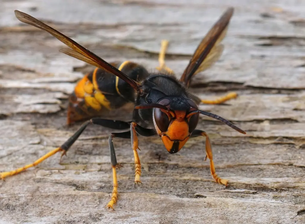 Asian hornet nest removal – what to do if you see one
