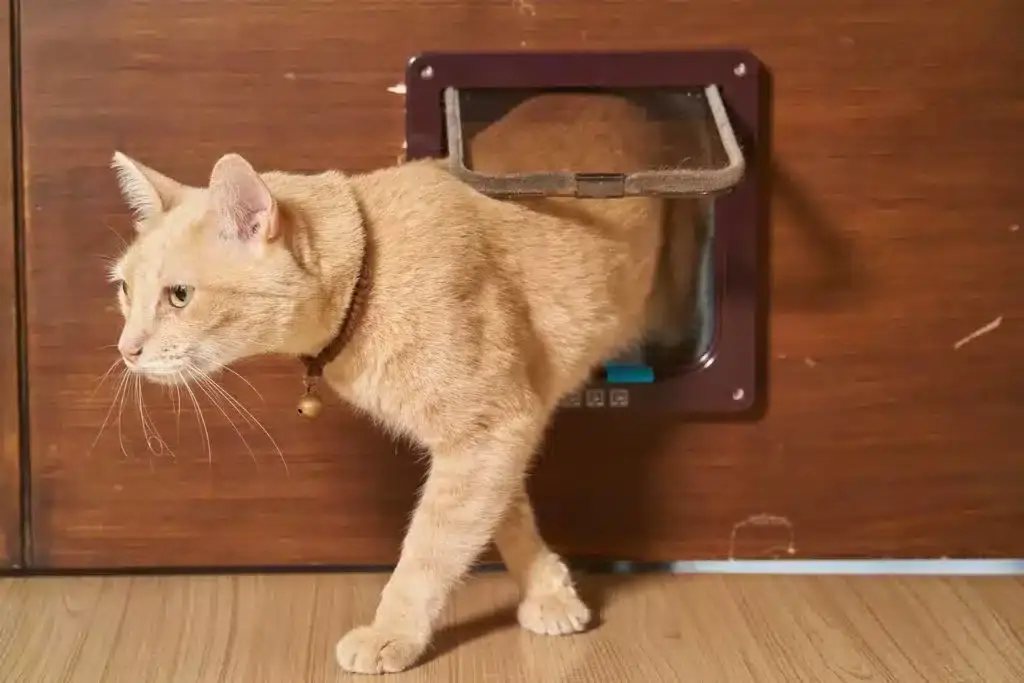 How much does it cost to get a cat flap fitted in 2024?