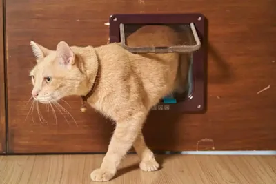 How much does it cost to get a cat flap fitted in 2024?
