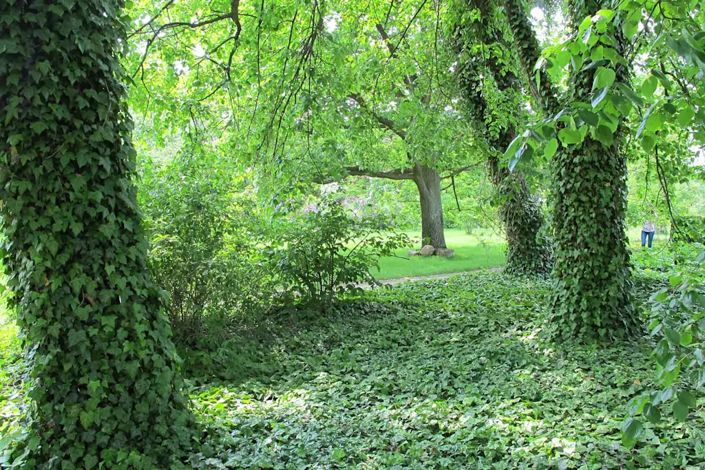 Ivy removal