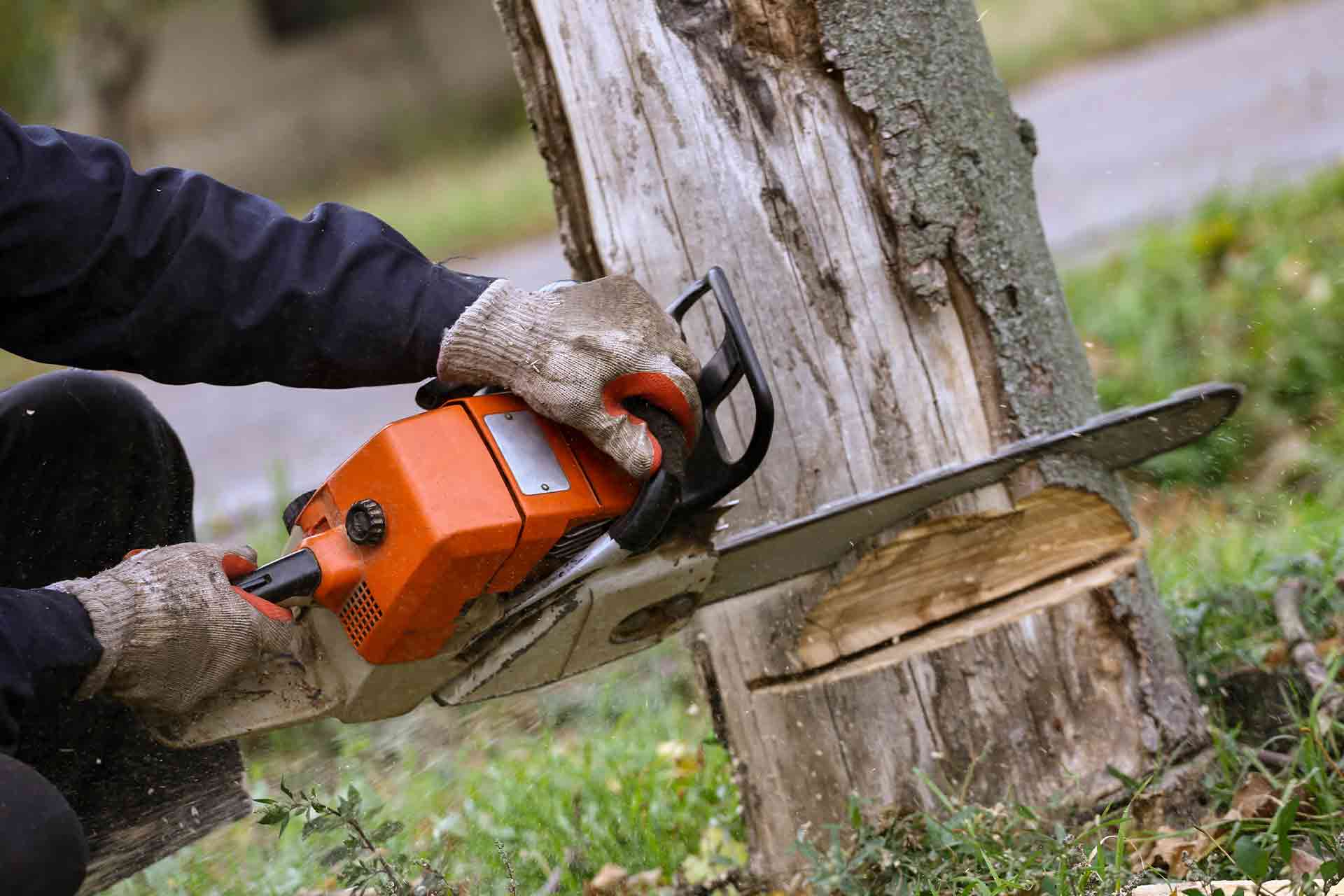 How to remove a tree