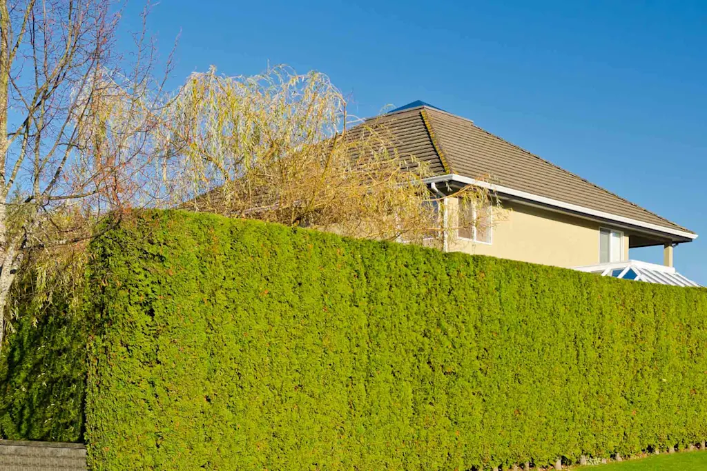 Common privet hedge problems: Everything you need to know