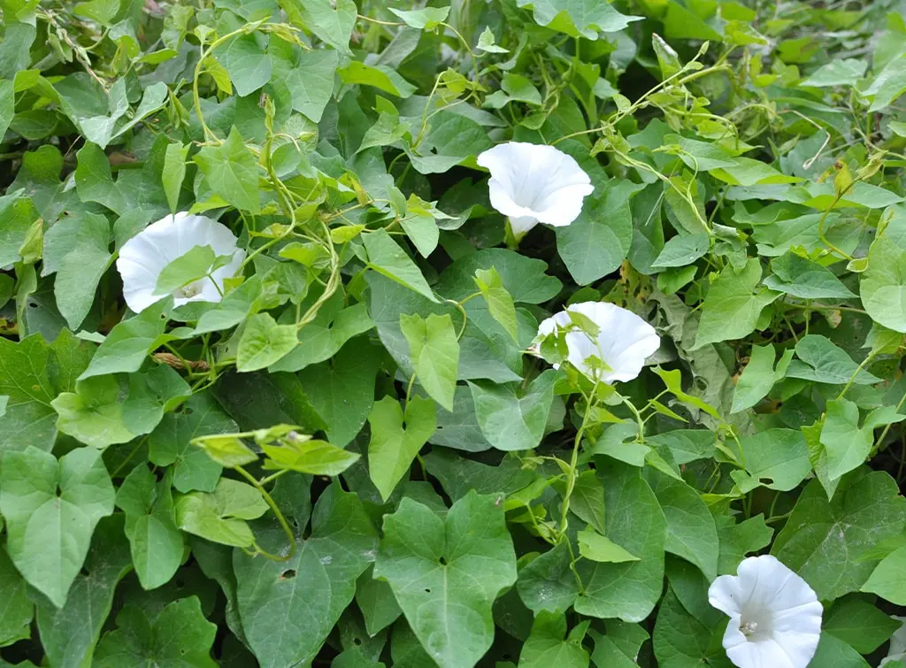 How to get rid of bindweed