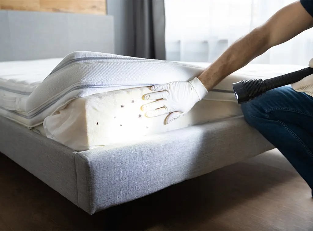 How much does bed bug treatment cost?