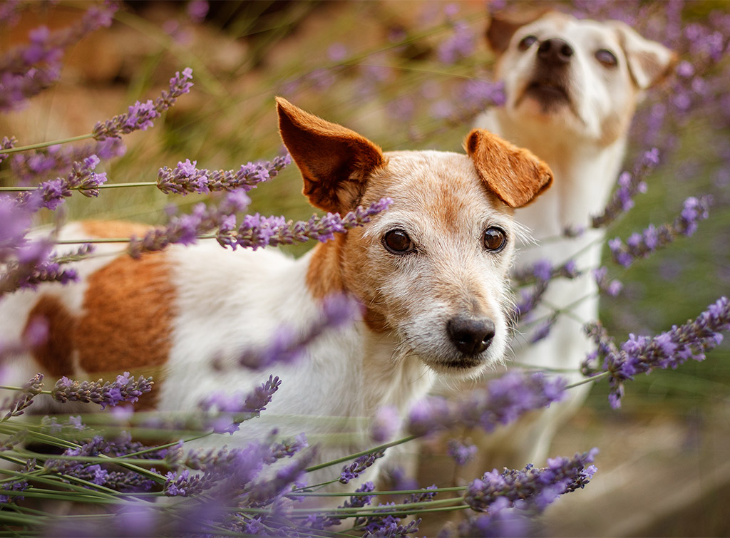 Dog friendly garden ideas: Inspiration for an outdoor pet haven