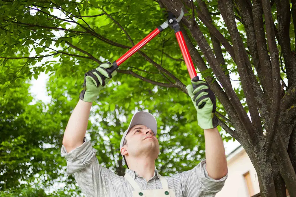 How to prune a tree
