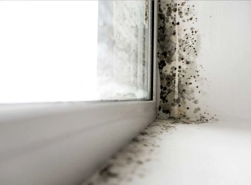 Mildew vs mould: What&#8217;s the difference?