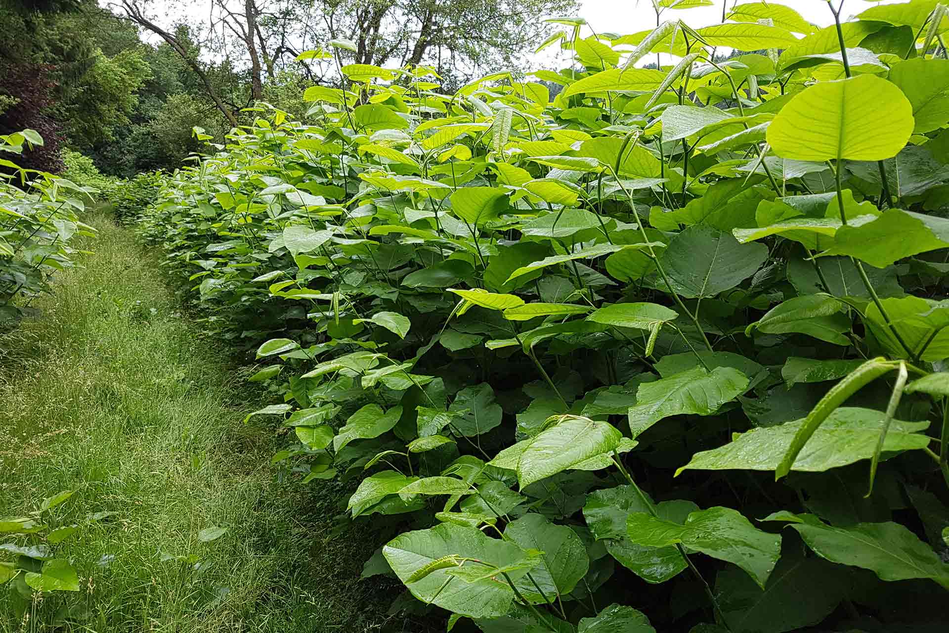 How much does Japanese knotweed removal cost?