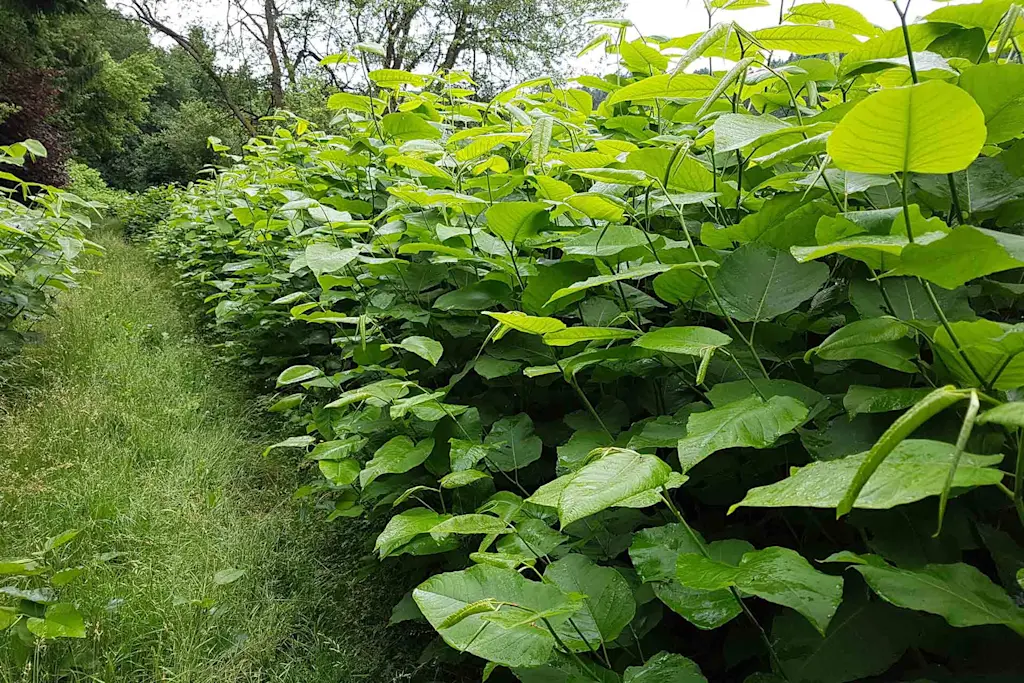 How much does Japanese knotweed removal cost?