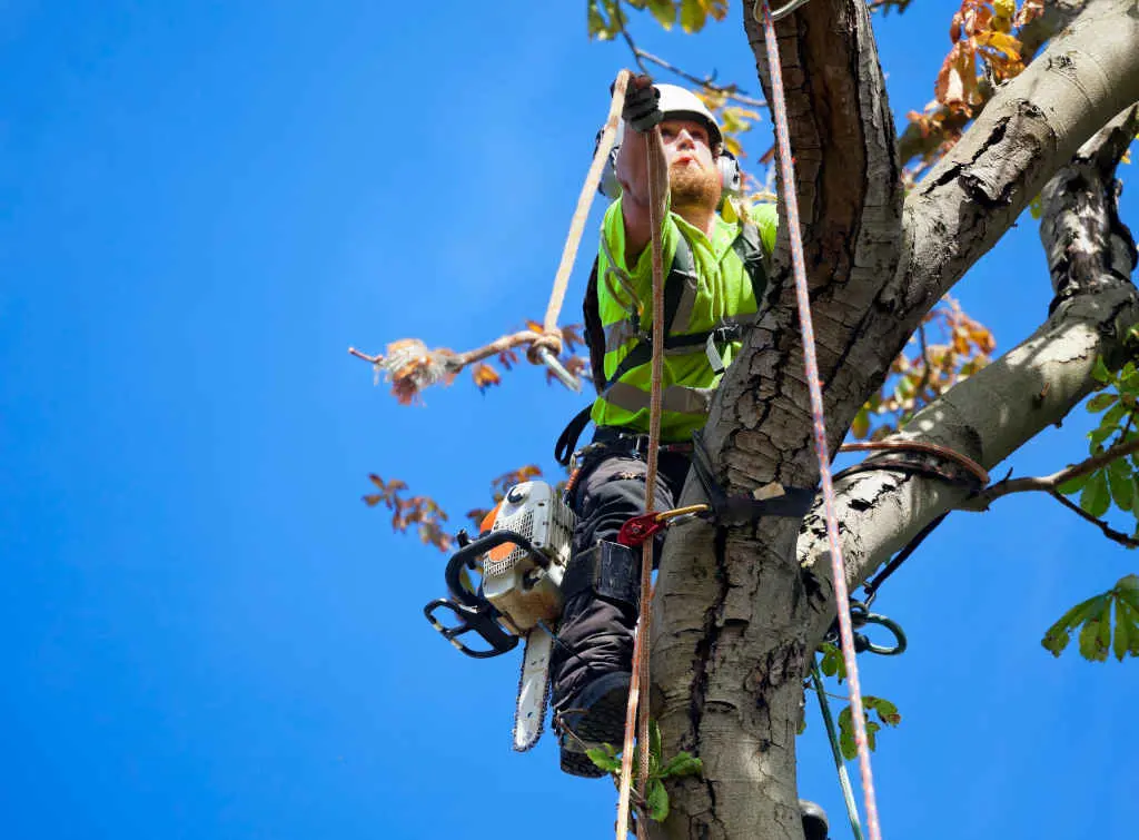 How to start a tree surgery business