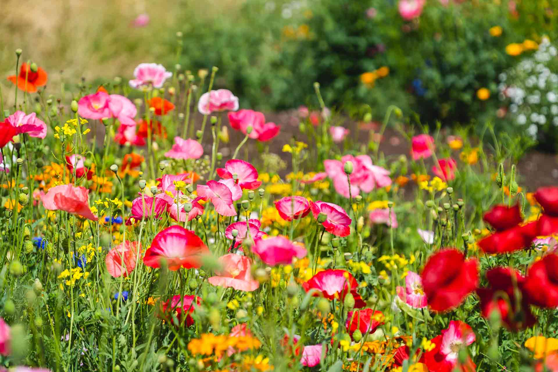 Garden trends 2024