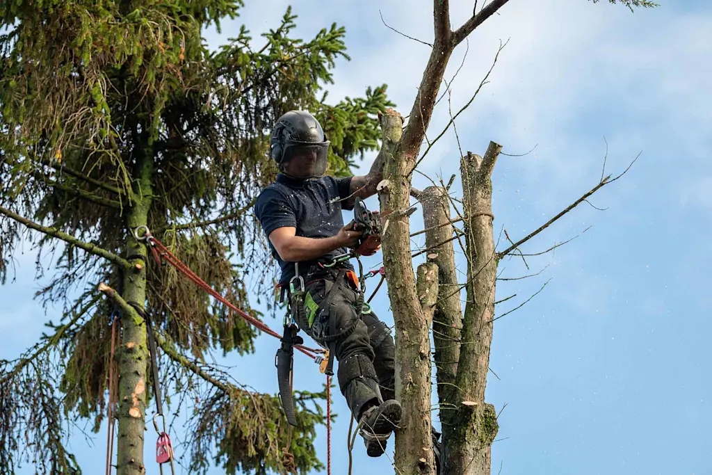 Whose job is it to trim trees near power lines?