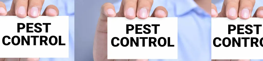 What to do if brown rats are infesting your property?