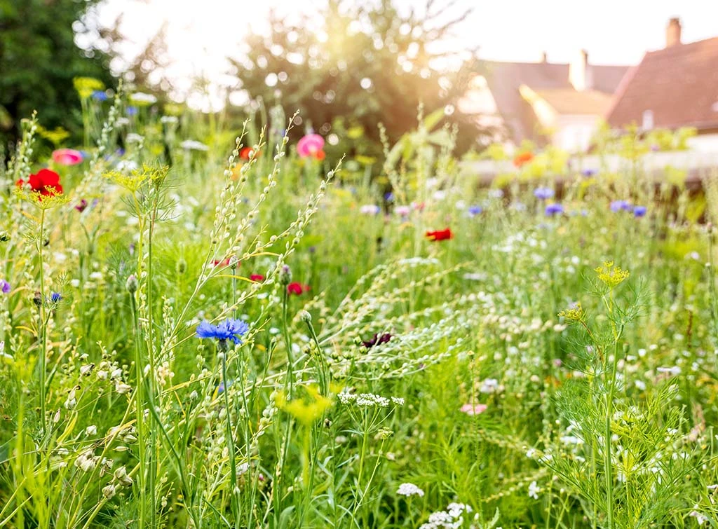8 ways to help your garden survive a drought
