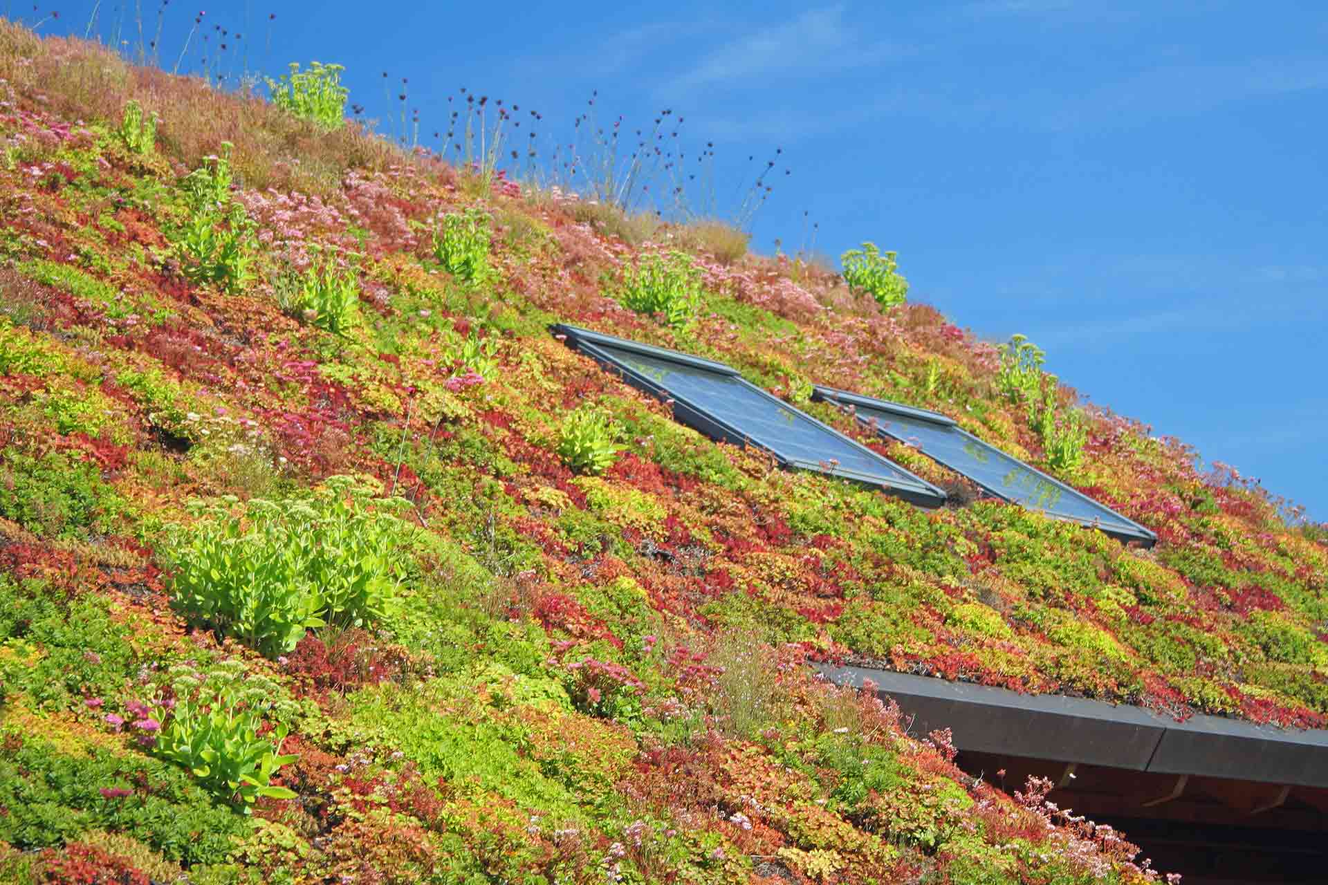 Guide to green roofs