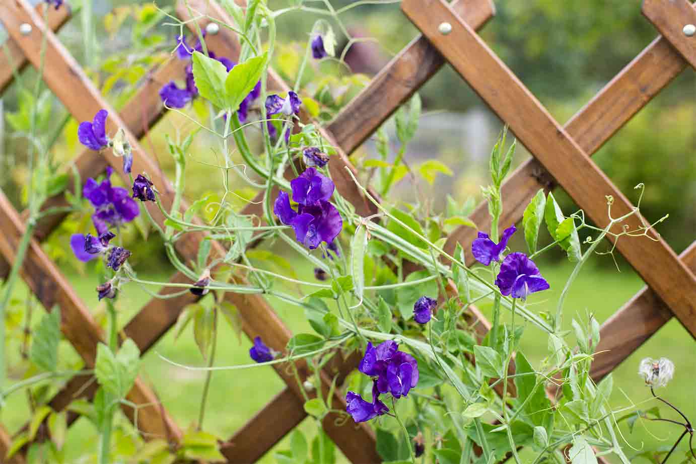Garden trellis ideas: Rustic, vegetable, cottage trellises and more!