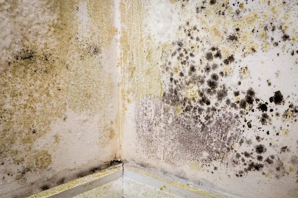 Damp proofing: Cost breakdown 2025