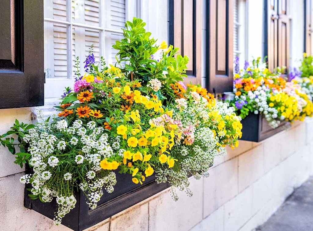 Window box ideas