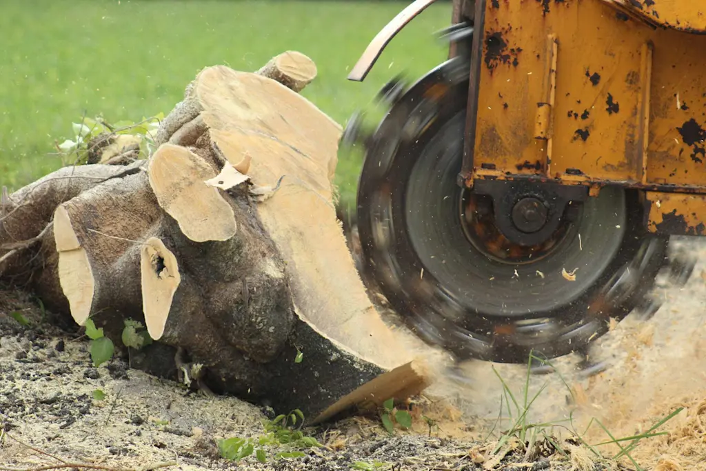 How to grind a tree stump