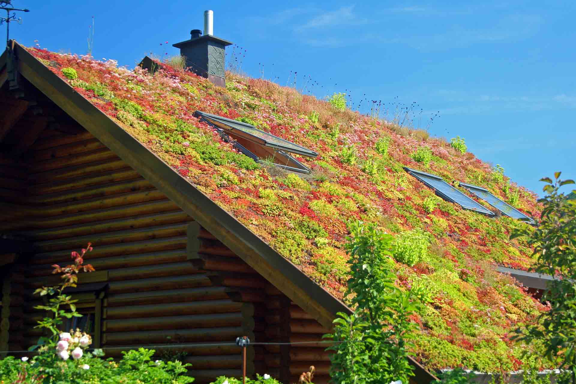 Green roof cost guide