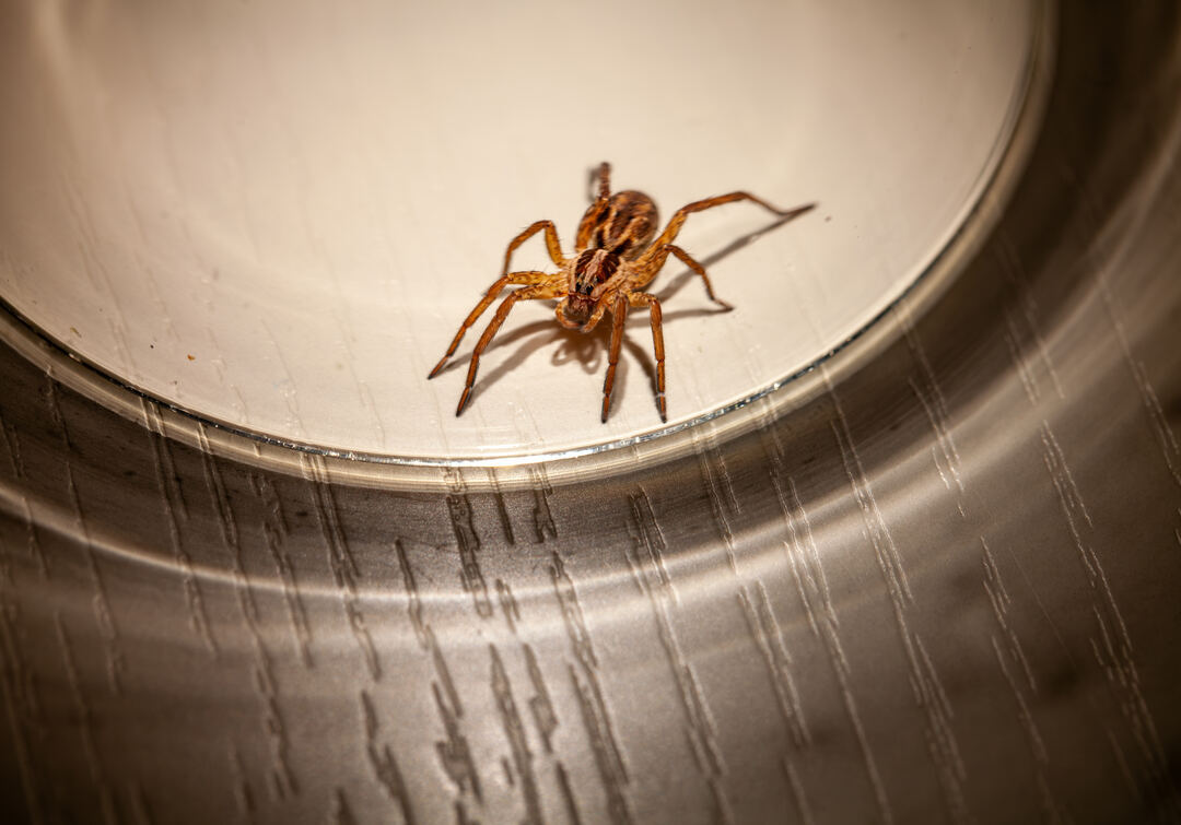 How to spider-proof your house: A complete UK guide