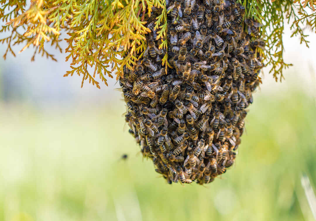 How much does bee nest removal cost in [year]?