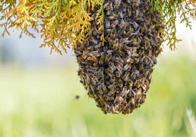 Bee swarm hanging from tree resized
