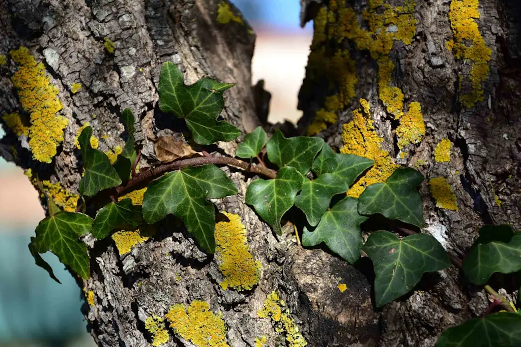 How much does ivy removal cost?