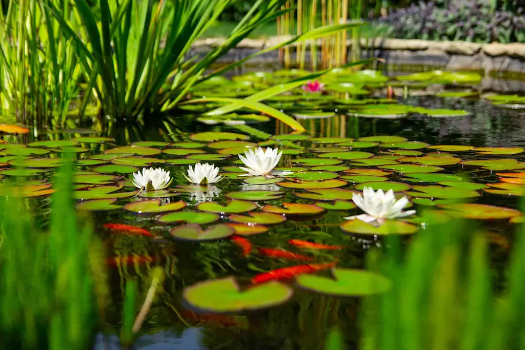 Raised fish pond ideas: Designing an aquatic haven