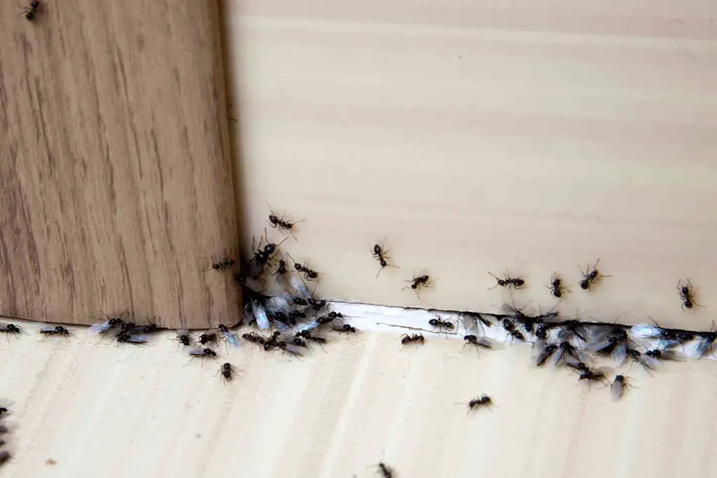 How to get rid of ants in the house