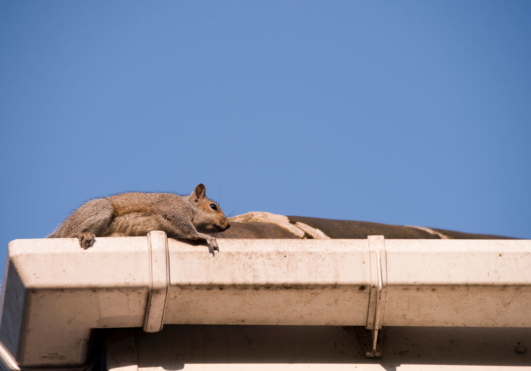 Cost to remove squirrels from an attic in [year]: UK prices 