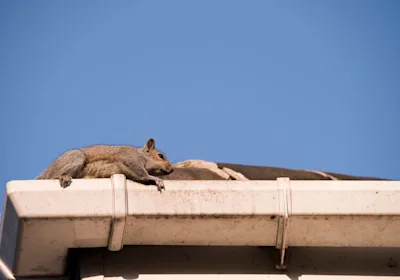 Squirrel on roof guttering 