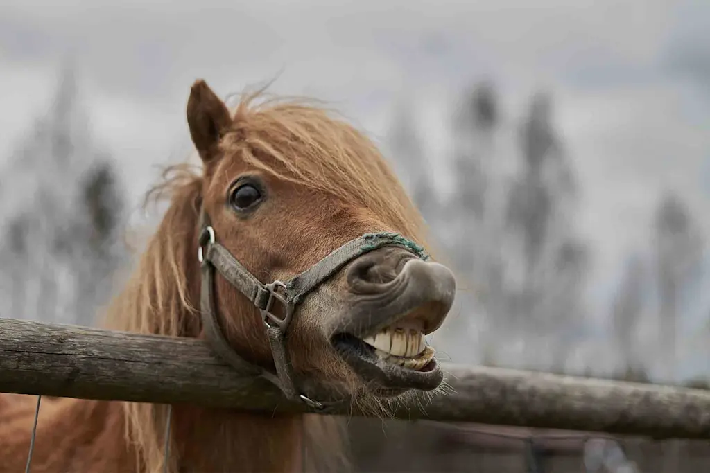 Horse fence cost guide