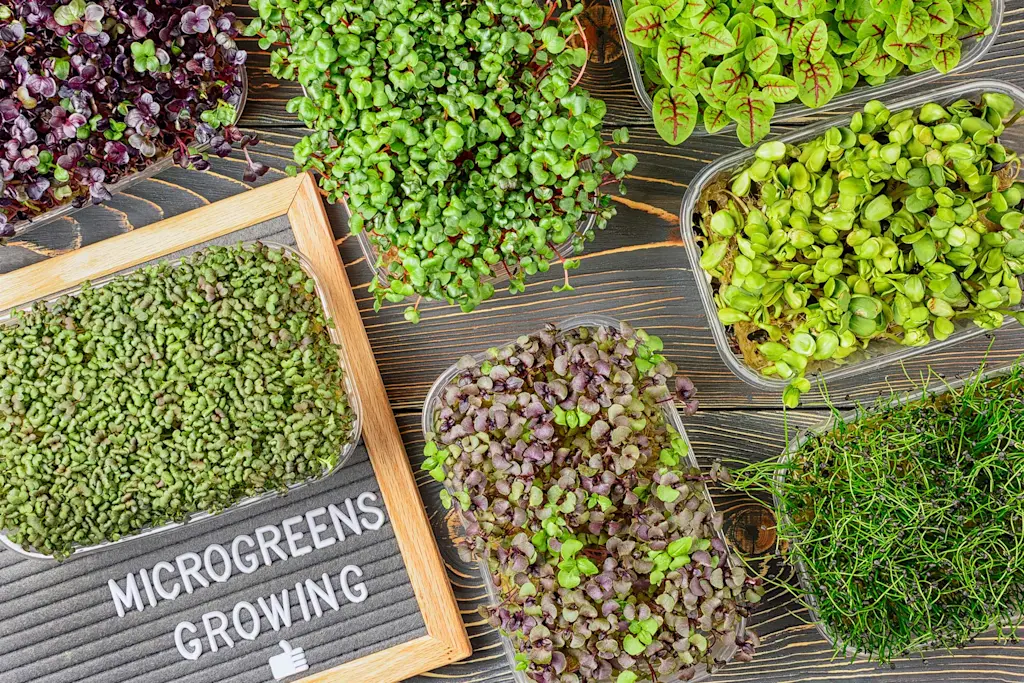 Microgreen growing room setup cost