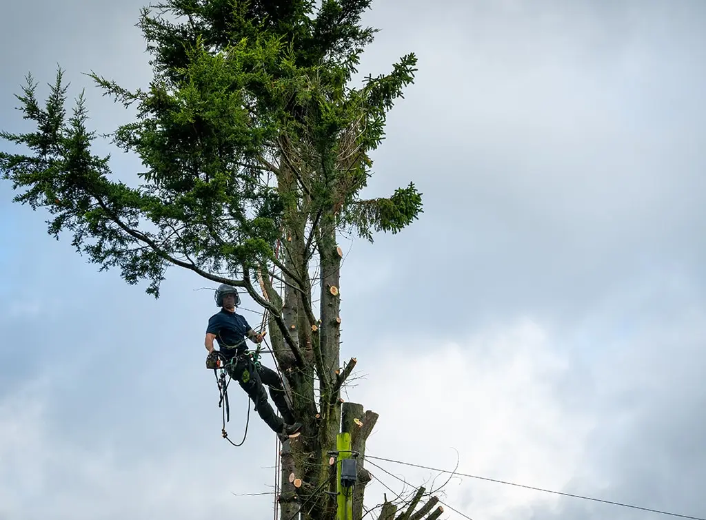 How to choose tree surgeon names