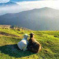 Sambucano Lambs